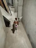 Chorão