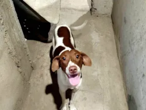 Cachorro raça SRD-ViraLata idade 7 a 11 meses nome Chorão 