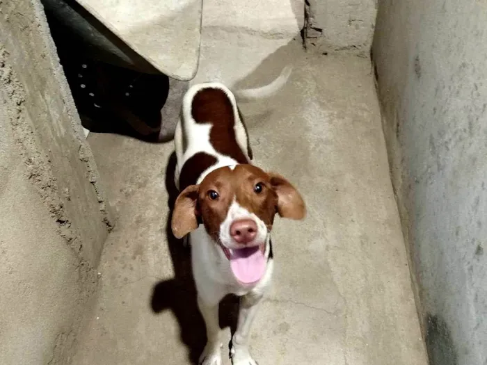 Cachorro ra a SRD-ViraLata idade 7 a 11 meses nome Chorão 