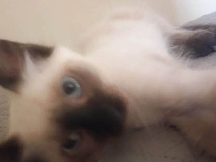 Gato ra a SRD-ViraLata idade 2 a 6 meses nome Zazul