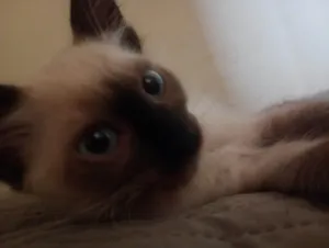Gato raça SRD-ViraLata idade 2 a 6 meses nome Zazul
