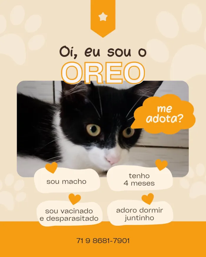 Gato ra a SRD-ViraLata idade 2 a 6 meses nome OREO