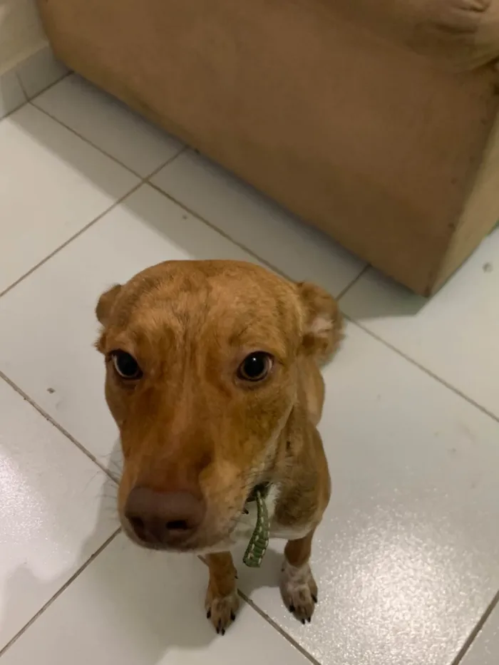 Cachorro ra a SRD-ViraLata idade 2 a 6 meses nome Estopinha 