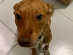 Cachorro raça SRD-ViraLata idade 2 a 6 meses nome Estopinha 
