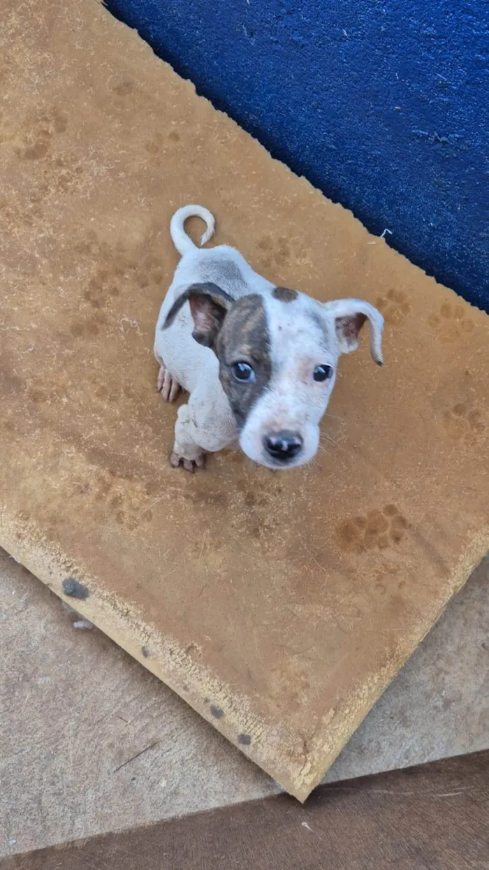 Cachorro ra a SRD-ViraLata idade 2 a 6 meses nome Lisa
