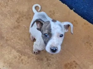 Cachorro raça SRD-ViraLata idade 2 a 6 meses nome Lisa