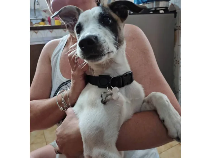 Cachorro ra a SRD-ViraLata idade 7 a 11 meses nome Billy