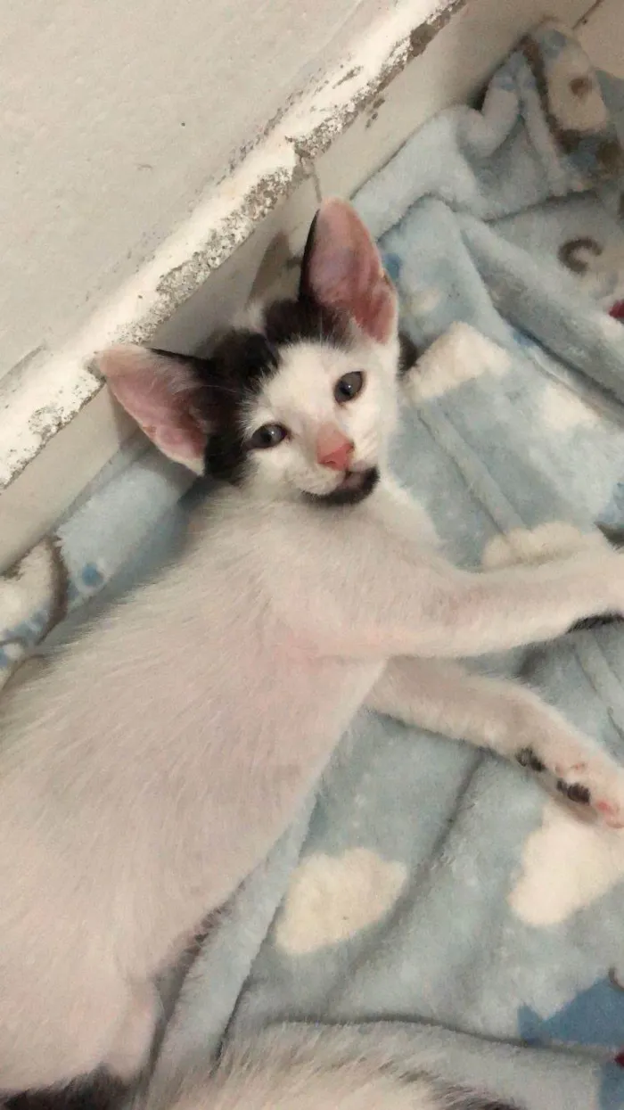 Gato ra a SRD-ViraLata idade 2 a 6 meses nome Bravinha 