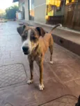 Tigrão 