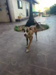 Tigrão 