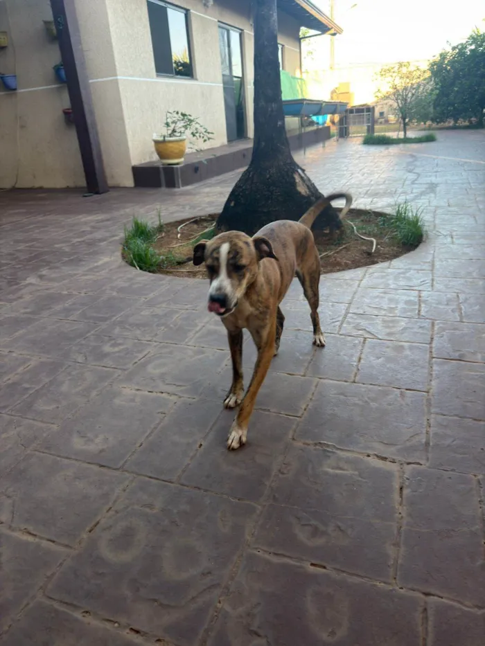 Cachorro ra a SRD-ViraLata idade 7 a 11 meses nome Tigrão 