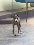 Tigrão 
