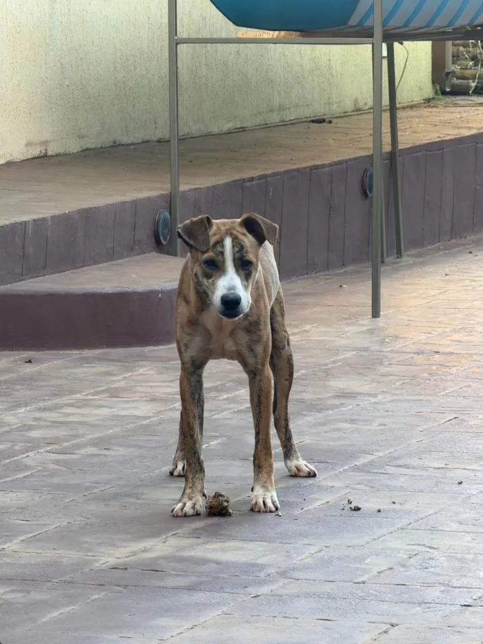 Cachorro ra a SRD-ViraLata idade 7 a 11 meses nome Tigrão 