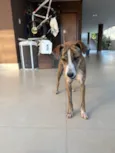 Tigrão 