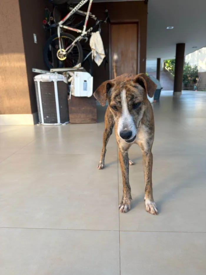 Cachorro ra a SRD-ViraLata idade 7 a 11 meses nome Tigrão 
