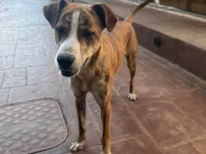 Cachorro raça SRD-ViraLata idade 7 a 11 meses nome Tigrão 