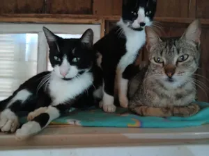 Gato raça SRD-ViraLata idade 7 a 11 meses nome Pamela