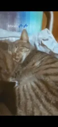Pamela