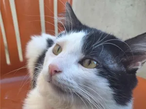 Gato raça SRD-ViraLata idade 5 anos nome Theo