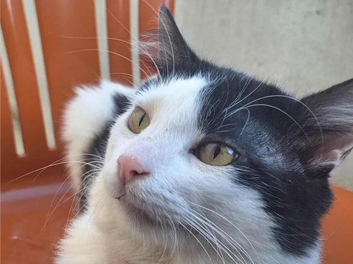 Gato ra a SRD-ViraLata idade 5 anos nome Theo