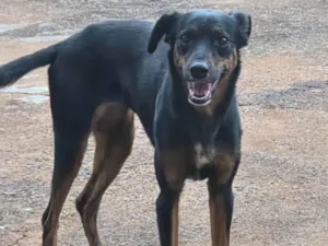 Cachorro raça SRD-ViraLata idade 1 ano nome Não tem nome