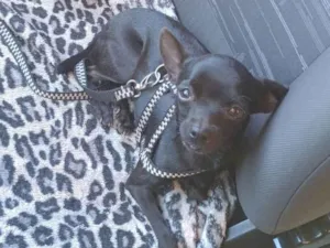Cachorro raça Pinscher idade 2 anos nome Princesa