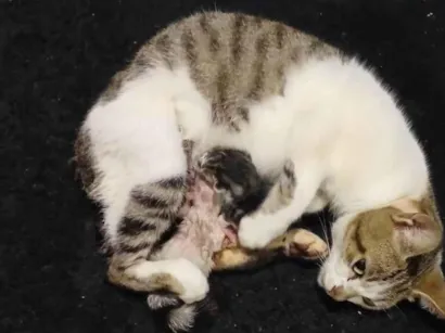 Gato raça SRD-ViraLata idade 1 ano nome sem nome