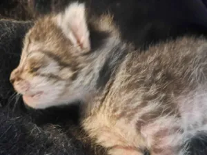 Gato raça SRD-ViraLata idade Abaixo de 2 meses nome Recém nascidos 