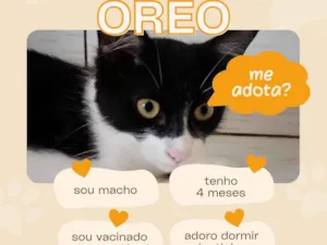 Gato raça SRD-ViraLata idade 2 a 6 meses nome OREO