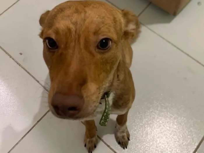 Cachorro ra a SRD-ViraLata idade 2 a 6 meses nome Estopinha 