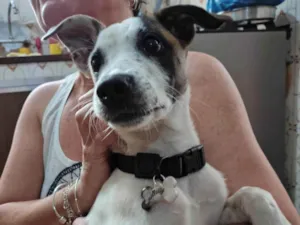 Cachorro raça SRD-ViraLata idade 7 a 11 meses nome Billy