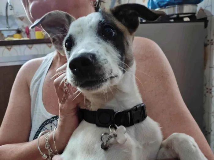 Cachorro ra a SRD-ViraLata idade 7 a 11 meses nome Billy