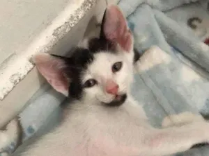 Gato raça SRD-ViraLata idade 2 a 6 meses nome Bravinha 