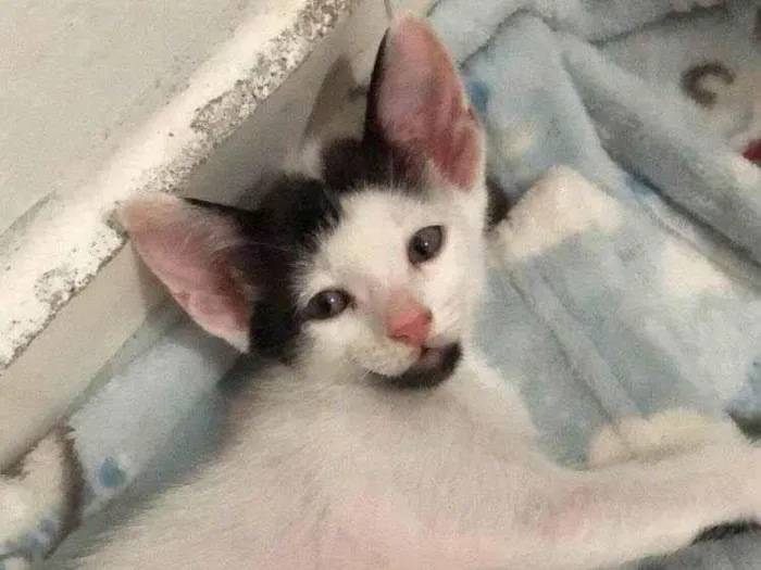 Gato ra a SRD-ViraLata idade 2 a 6 meses nome Bravinha 