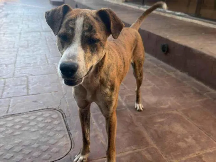 Cachorro ra a SRD-ViraLata idade 7 a 11 meses nome Tigrão 