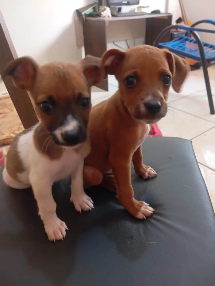 Cachorro ra a SRD-ViraLata idade Abaixo de 2 meses nome Não tem nome