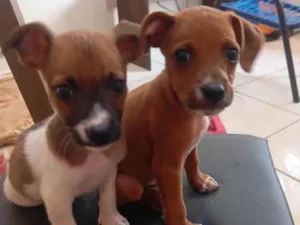 Cachorro raça SRD-ViraLata idade Abaixo de 2 meses nome Não tem nome