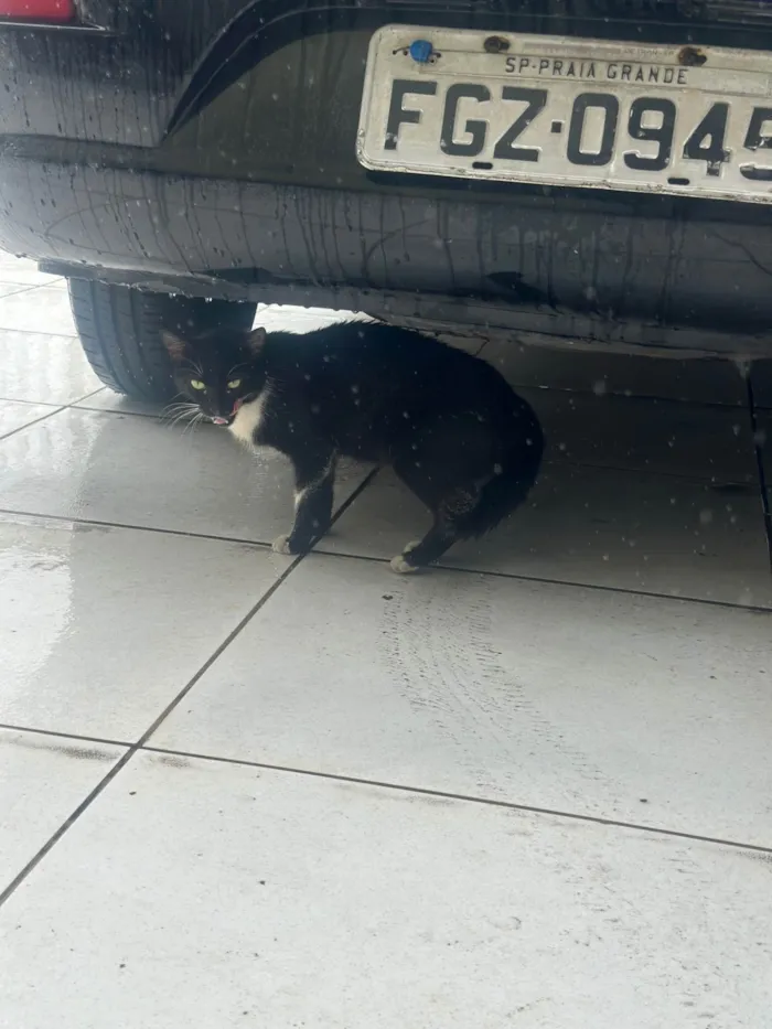 Gato ra a SRD-ViraLata idade 7 a 11 meses nome Não tem nome
