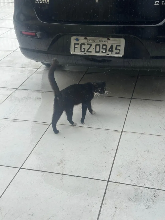 Gato ra a SRD-ViraLata idade 7 a 11 meses nome Não tem nome