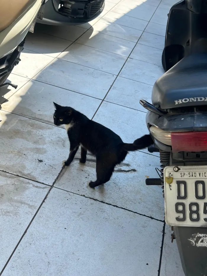 Gato ra a SRD-ViraLata idade 7 a 11 meses nome Não tem nome