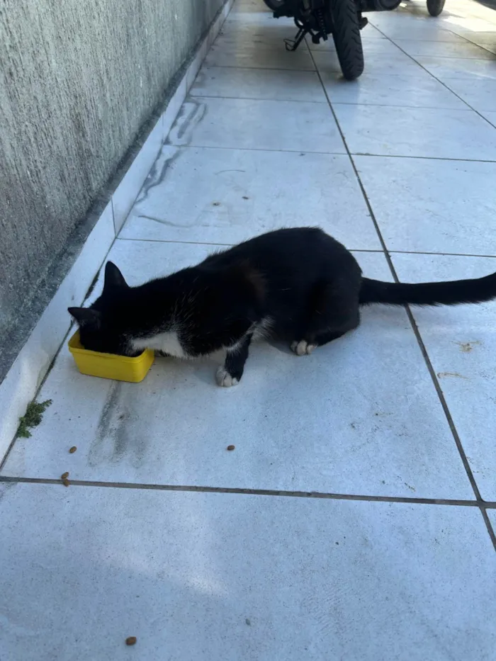 Gato ra a SRD-ViraLata idade 7 a 11 meses nome Não tem nome