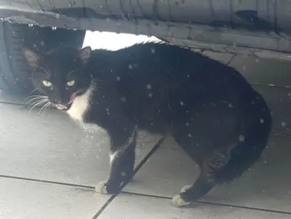 Gato raça SRD-ViraLata idade 7 a 11 meses nome Não tem nome
