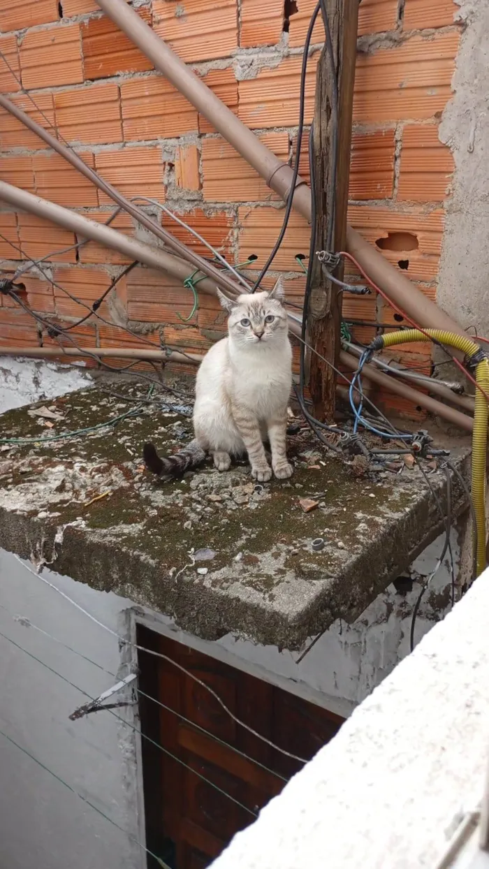 Gato ra a SRD-ViraLata idade 2 a 6 meses nome Tom