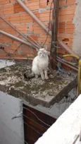 Tom