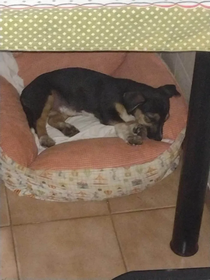 Cachorro ra a SRD-ViraLata idade 3 anos nome Jully