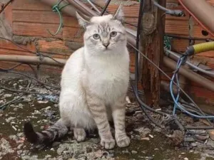 Gato raça SRD-ViraLata idade 2 a 6 meses nome Tom