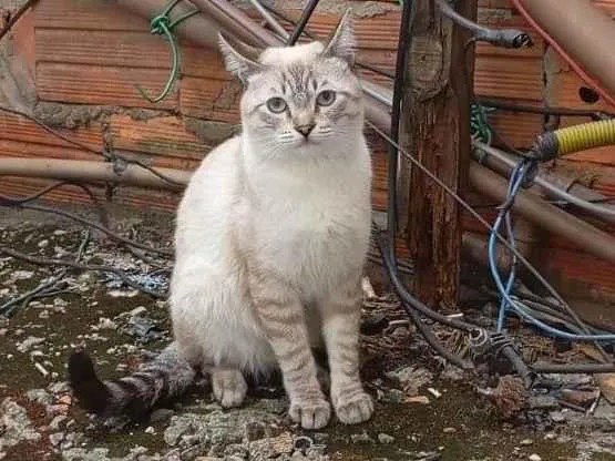 Gato ra a SRD-ViraLata idade 2 a 6 meses nome Tom