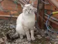 Tom