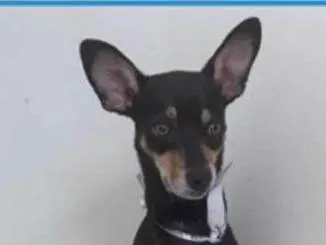 Cachorro ra a SRD-ViraLata idade 3 anos nome Pirulito 