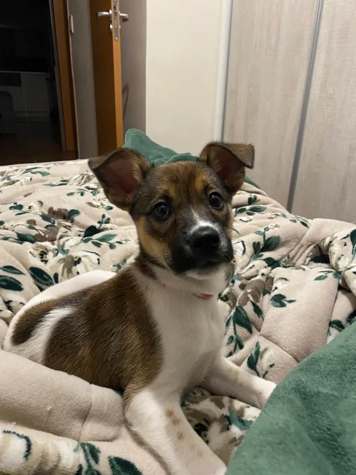 Cachorro ra a SRD-ViraLata idade 2 a 6 meses nome Ruby 
